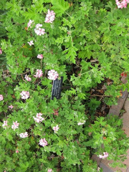 File:576px-IMG 5285 hunt0904.jpg