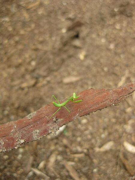 File:576px-IMG 7126 hunt09jun.jpg