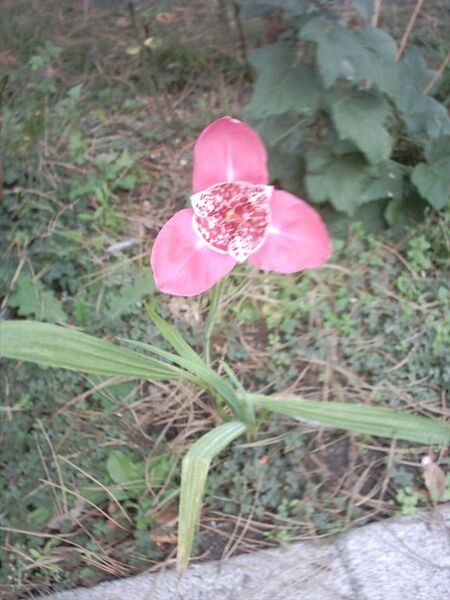 File:576px-Tigrida pavonia.jpg