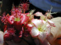 A. menziesii flowers