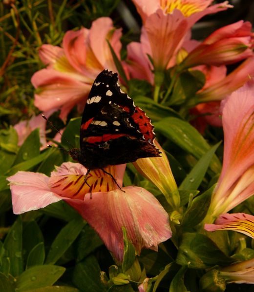 File:Butterfly on Alstroemeria-8612.jpg