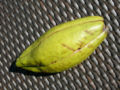 Fruit