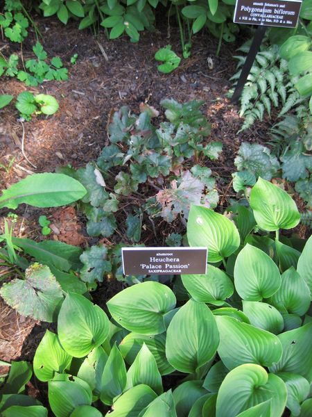 File:IMG 0100 nybg09.jpg