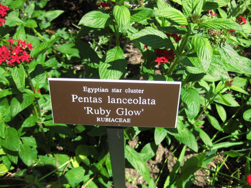 File:IMG 0140 nybg09.jpg