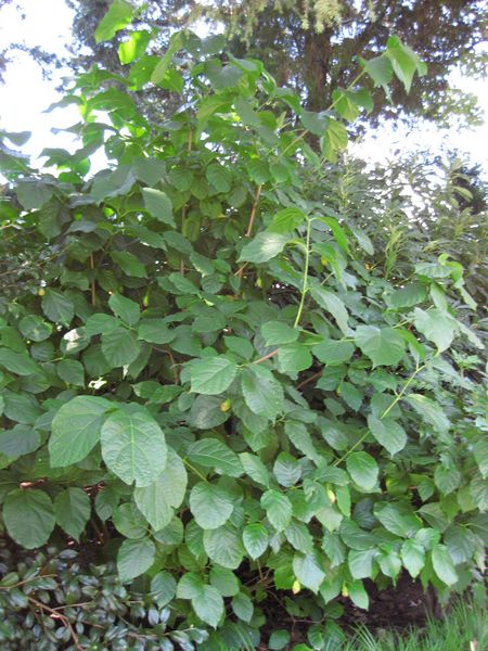File:IMG 0302 nybg09.jpg
