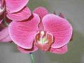 Phalaenopsis hybrid