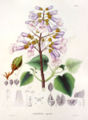 Paulownia tomentosa Sieb. & Zucc.