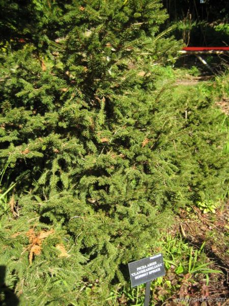 File:Picea abies-clanbrassiliana-norway spruce-IMG 7714 sfbg0308.jpg
