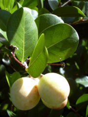 Fruit of the coastal form. (Forest & Kim Starr (USGS))