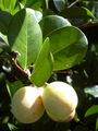 Thumbnail for version as of 21:29, 19 July 2009
