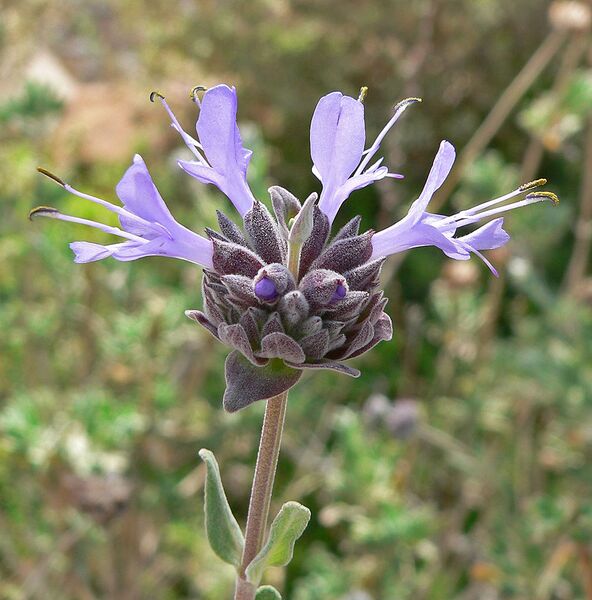 File:1011px-Salvia clevelandii 3.jpg