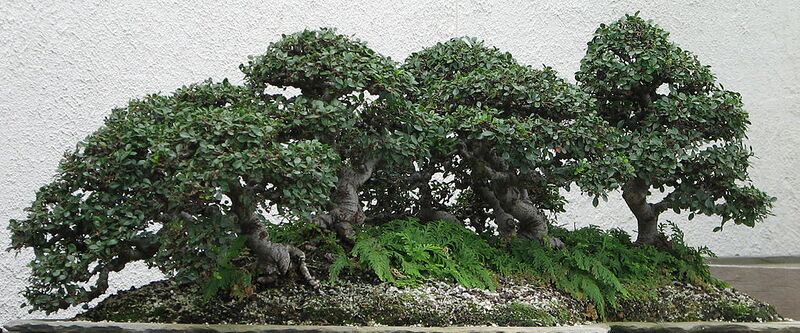File:1024px-Chinese Elm, 1988-2007.jpg