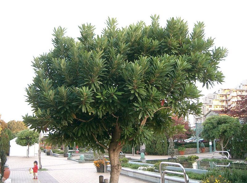 File:1024px-Daphniphyllum teijsmannii2.jpg