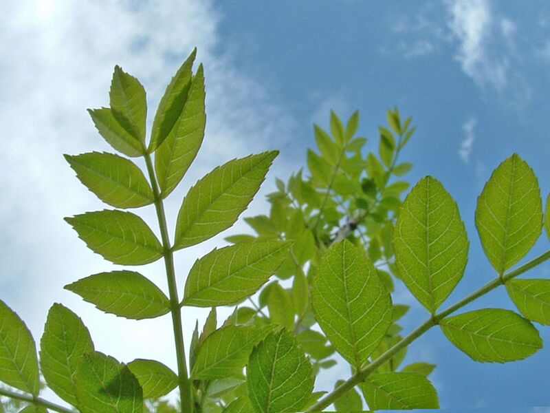 File:1024px-Fraxinus angustifolia subsp angustifolia.jpg