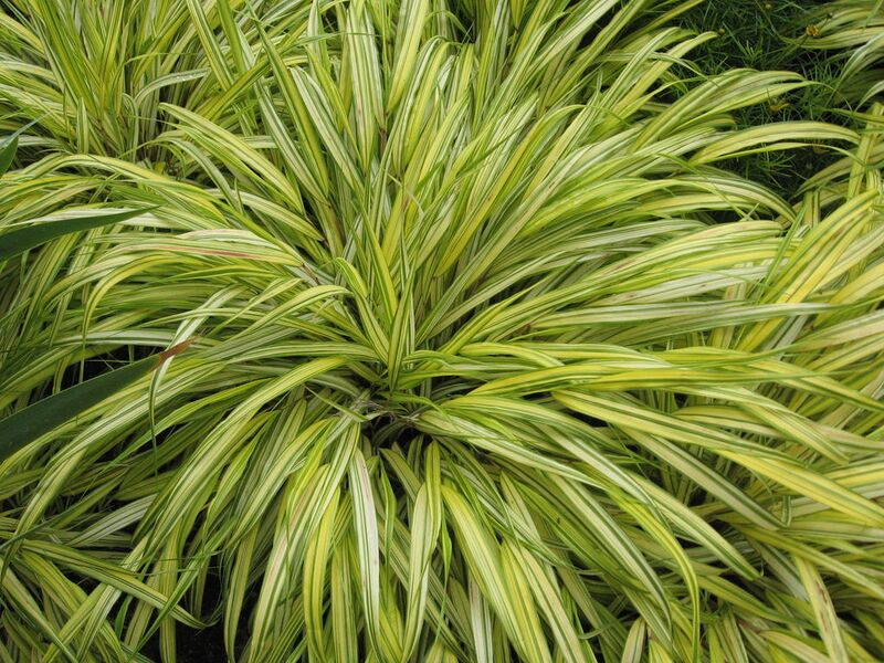 File:1024px-Hakonechloa macra (Alboaurea).jpg