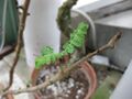Thumbnail for version as of 09:49, 29 April 2025
