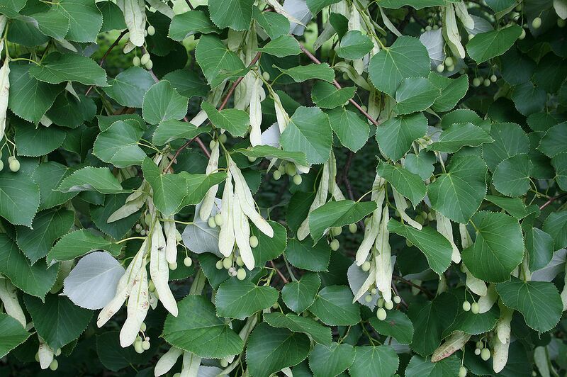 File:1024px-Tilia oliveri JPG1Fe.jpg