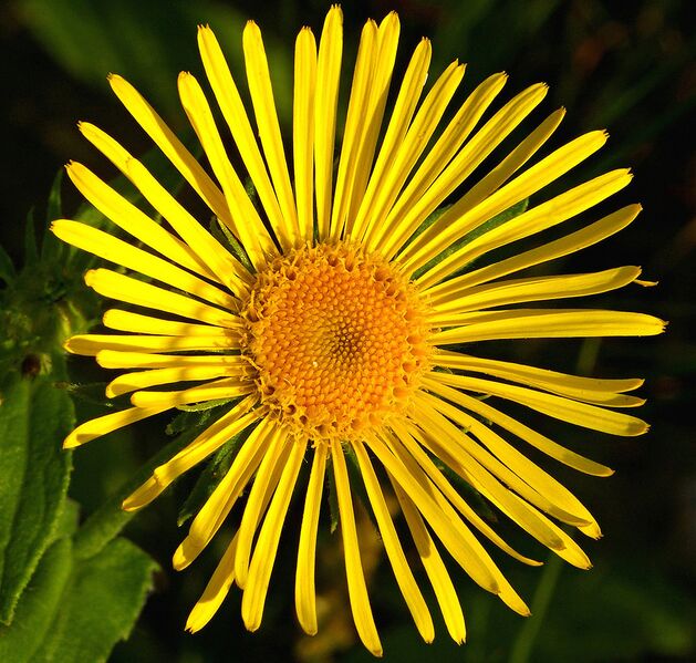 File:1075px-InulaBritannicaFlower.jpg