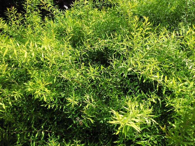 File:1280px-IMG 0148 nybg09.jpg