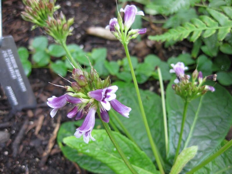 File:1280px-IMG 0924 bbg09.jpg