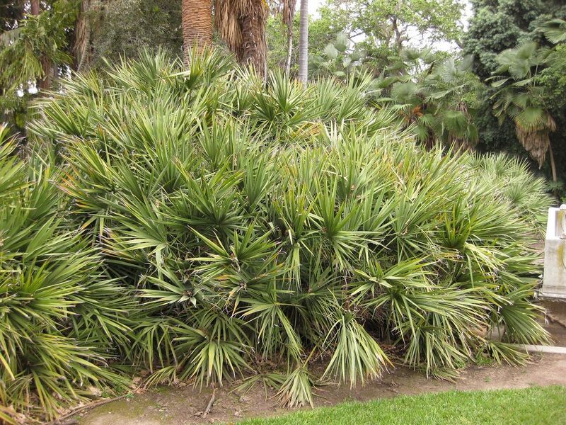 File:1280px-IMG 3936 hunt0904.jpg