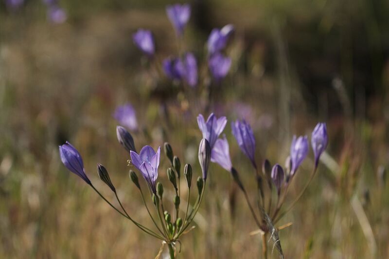 File:1280px-Triteleia laxa.jpg