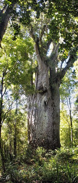 File:326px-Te Matua Ngahere.jpg