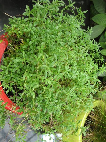 File:576px-IMG 7554 hunt09jun.jpg