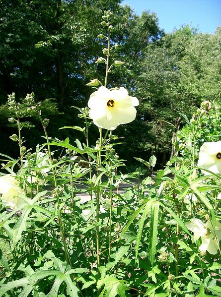 File:761px-Abelmoschus manihot1.jpg