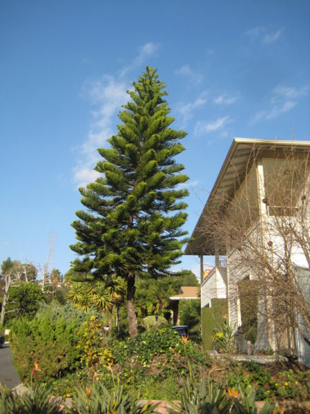 File:Araucaria heterophylla-Norfolk Island Pine-IMG 6681.JPG