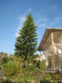 Norfolk Island Pine (Araucaria heterophylla)