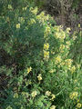 Yellow Bush Lupine in flower