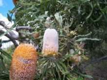 Banksia prionotes