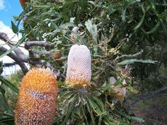Banksia prionotes