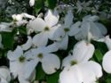 Flowering Dogwood