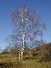 Silver Birch