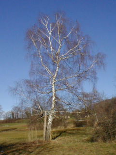 Silver Birch