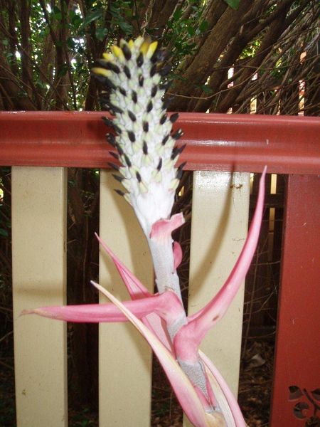 File:Brom-mariae-reginae 003.jpg