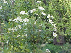 Carpenteria californica