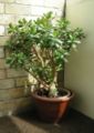 Crassulaceae:Crassula ovata, stem and leaf succulent