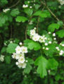 Spring flowers of the probable hybrid C.laevigata x monogyna