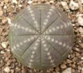 Euphorbiaceae:Euphorbia obesa ssp. symmetrica, stem succulent