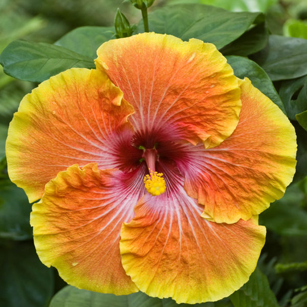 File:Giant Hibiscus-884.jpg