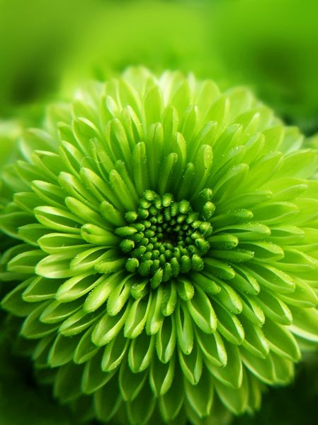 File:Green mum-9462.jpg