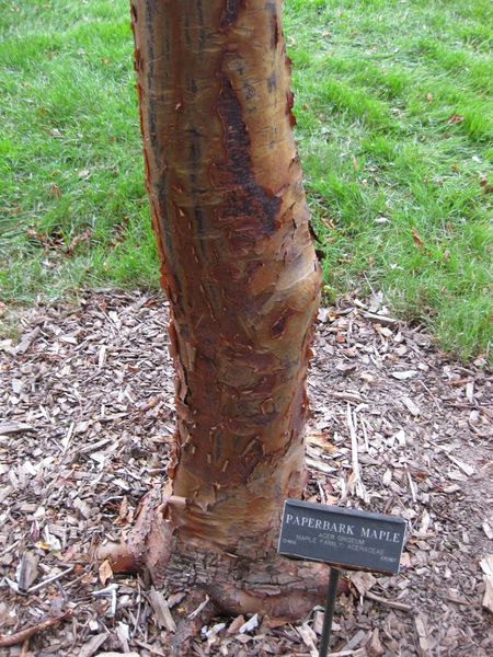 File:IMG 1330 bbg09.jpg