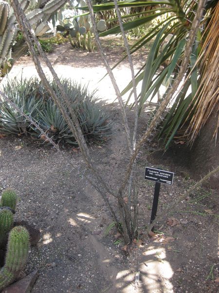 File:IMG 2209 hunt0903.jpg