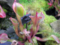 Thumbnail for version as of 15:57, 1 March 2009