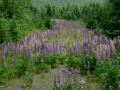 A field of lupin
