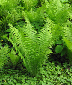 Sterile fronds in summer