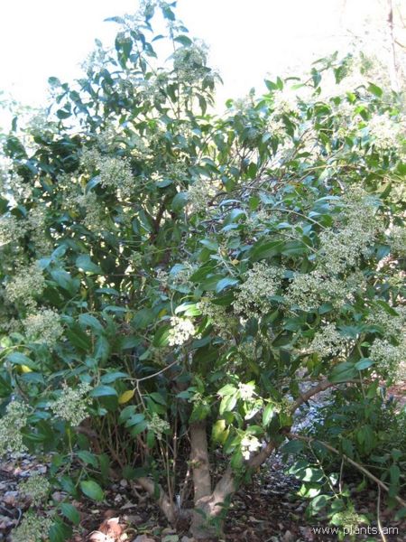 File:Neomirandea-IMG 0989 hunt07.jpg